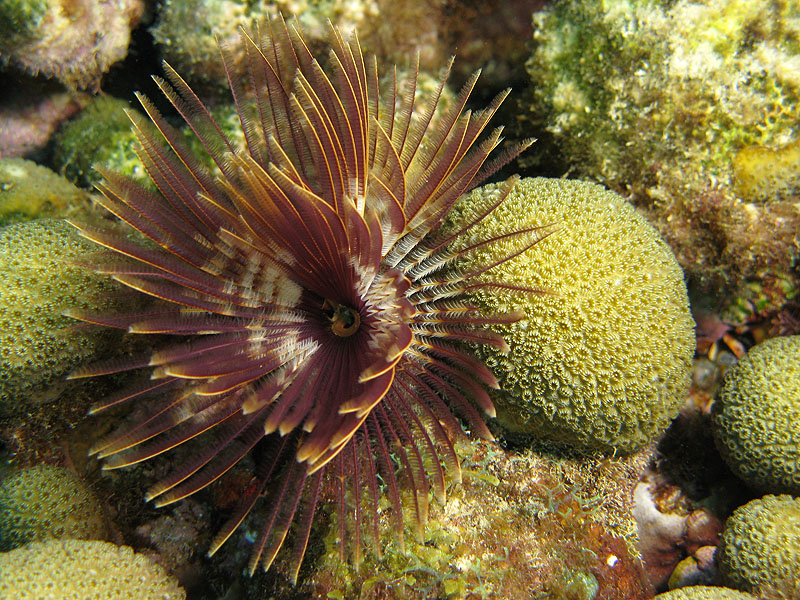 Réserve Cousteau
