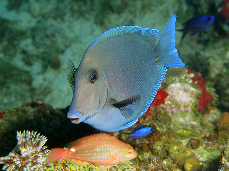 Réserve Cousteau