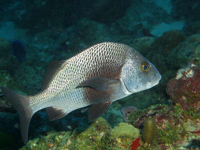 Réserve Cousteau