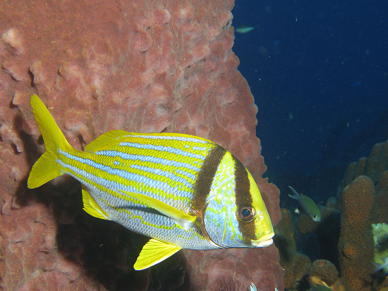 Réserve Cousteau