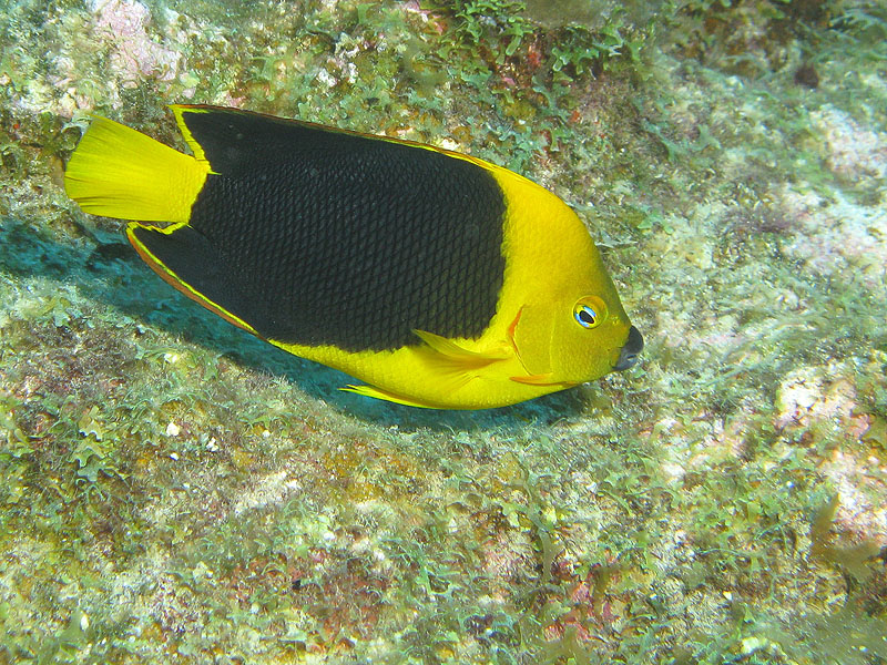 Réserve Cousteau