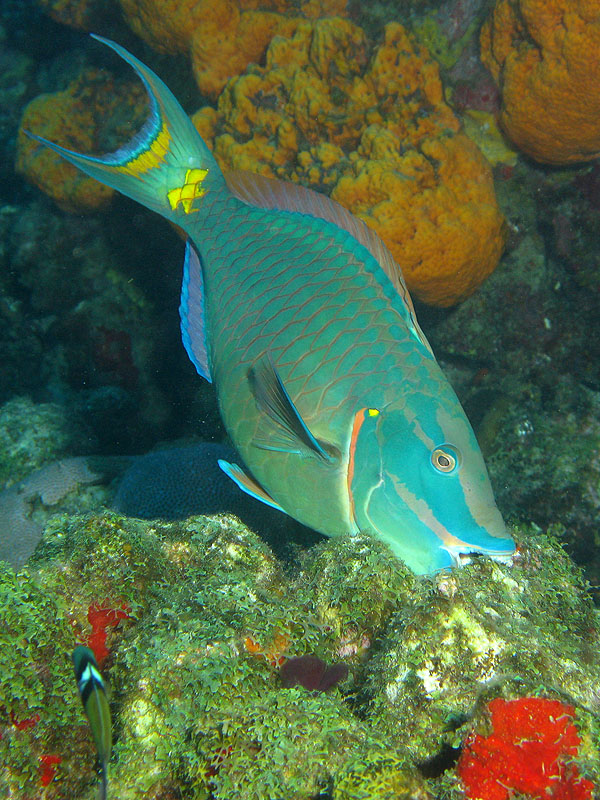 Réserve Cousteau