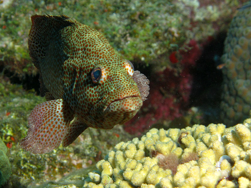 Réserve Cousteau