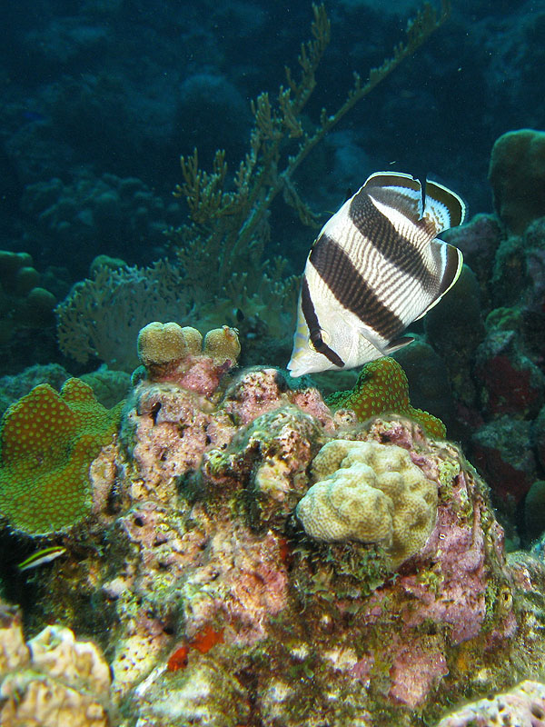 Réserve Cousteau