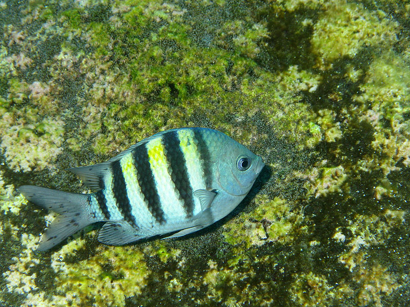 Réserve Cousteau