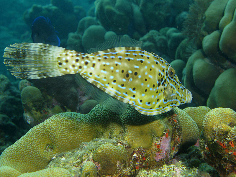 Réserve Cousteau