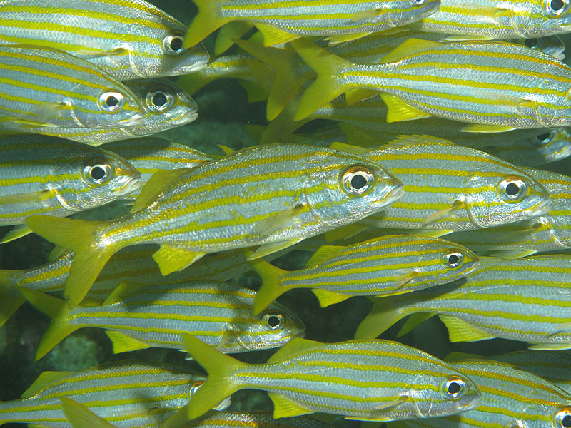 Réserve Cousteau