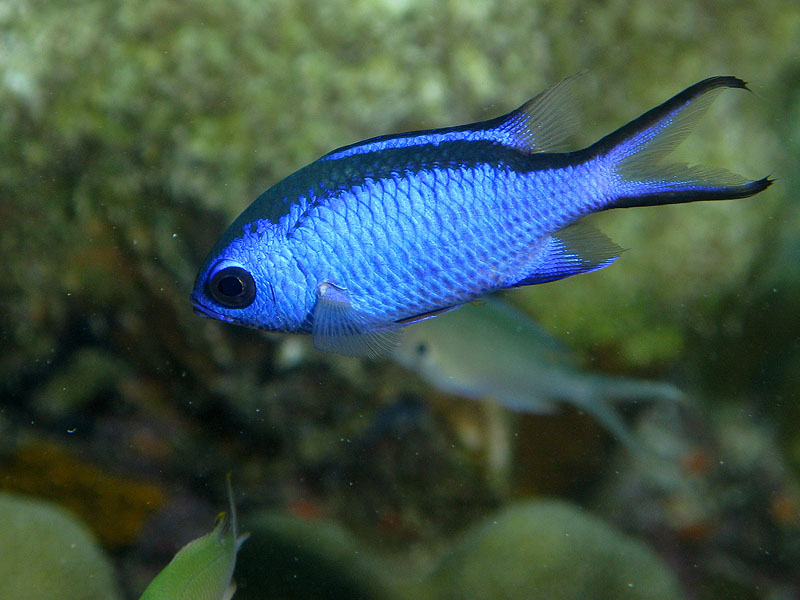 Réserve Cousteau