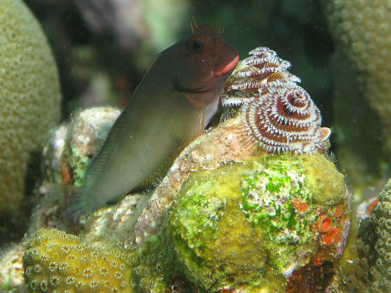 Réserve Cousteau