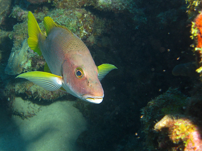 Réserve Cousteau