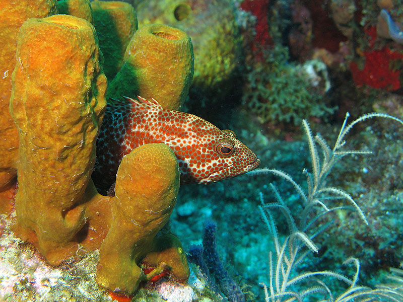 Réserve Cousteau