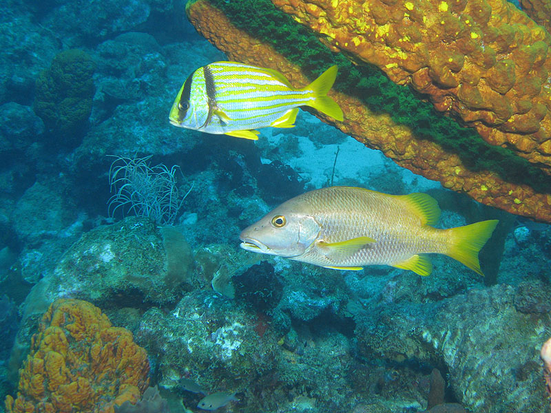 Réserve Cousteau