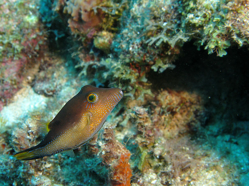 Réserve Cousteau