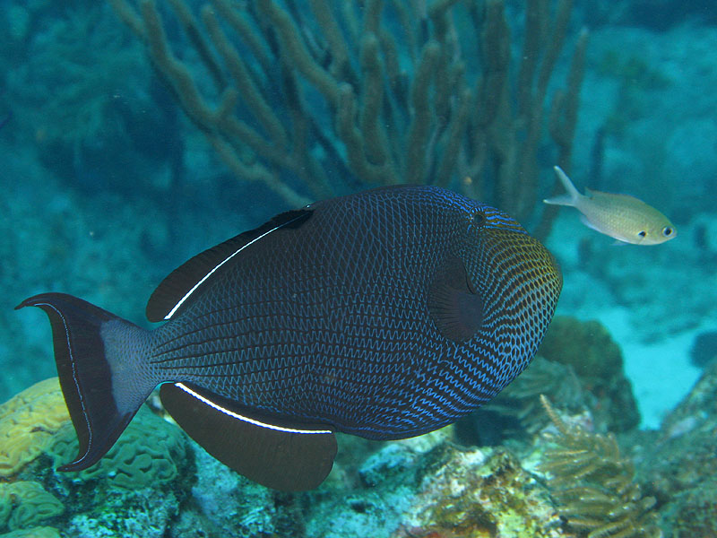Réserve Cousteau