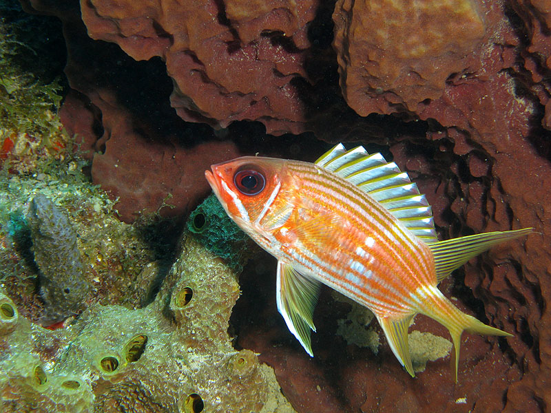 Réserve Cousteau