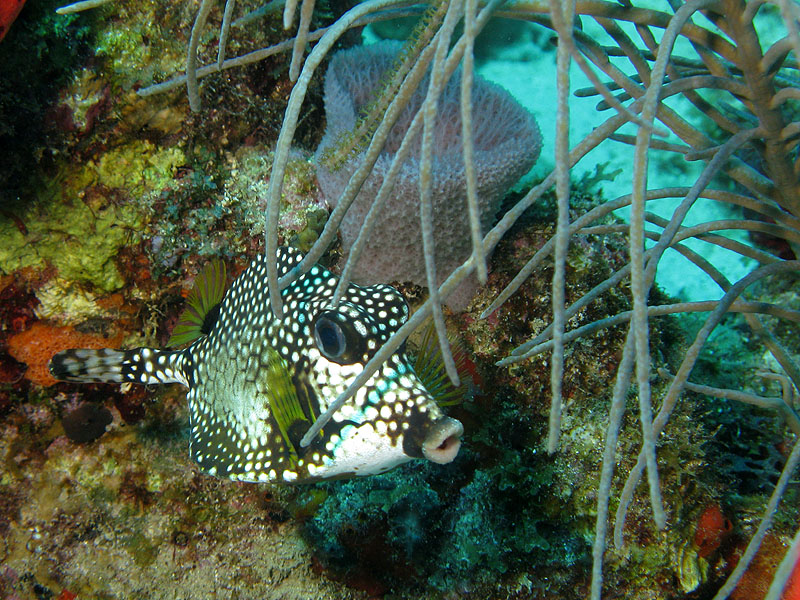 Réserve Cousteau