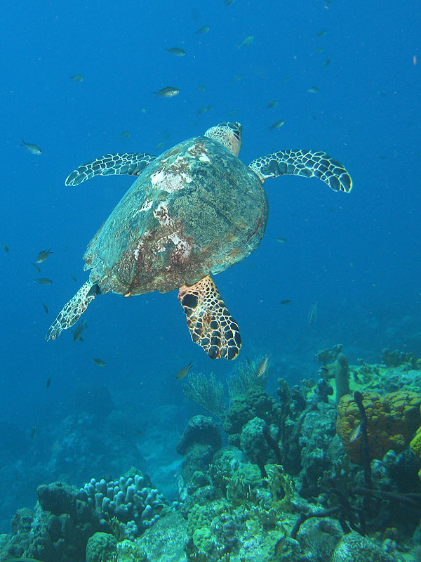 Réserve Cousteau