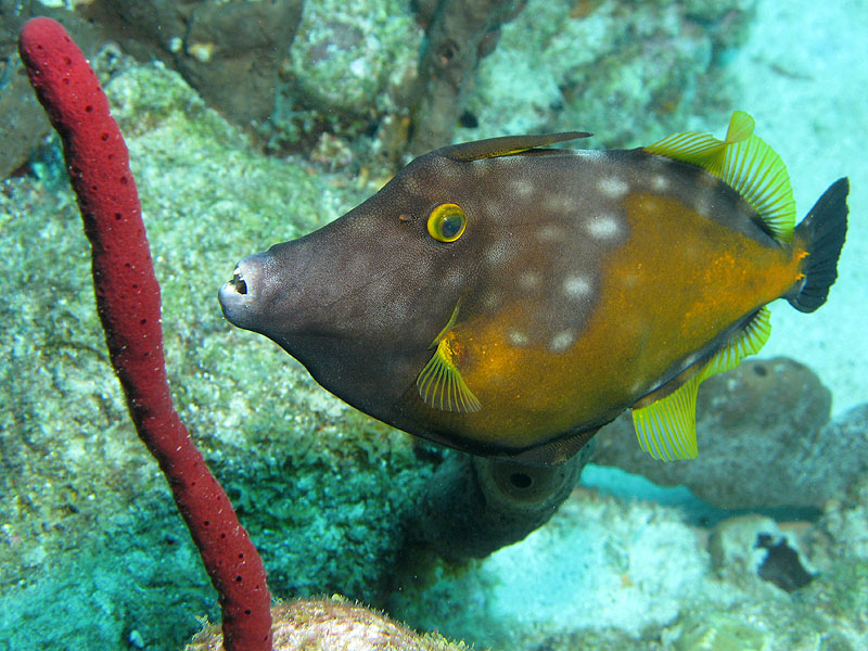 Réserve Cousteau
