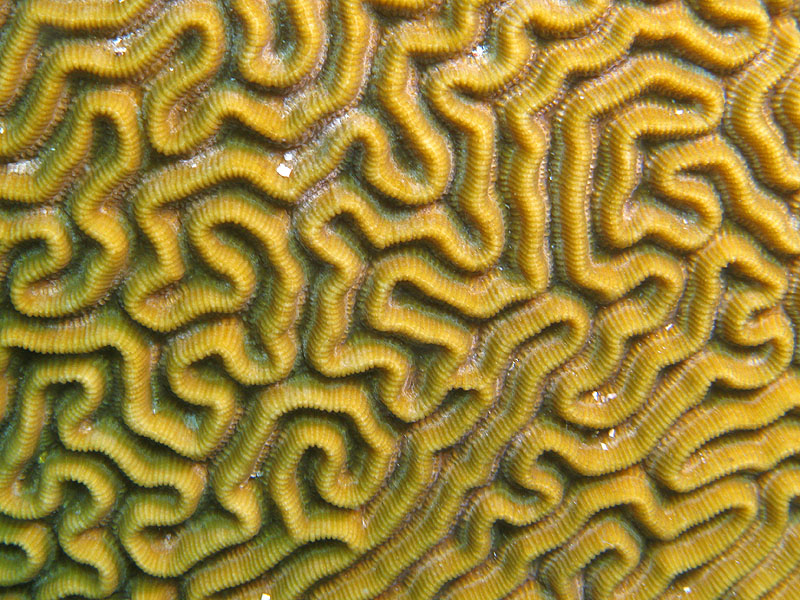 Réserve Cousteau