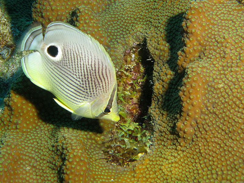 Réserve Cousteau