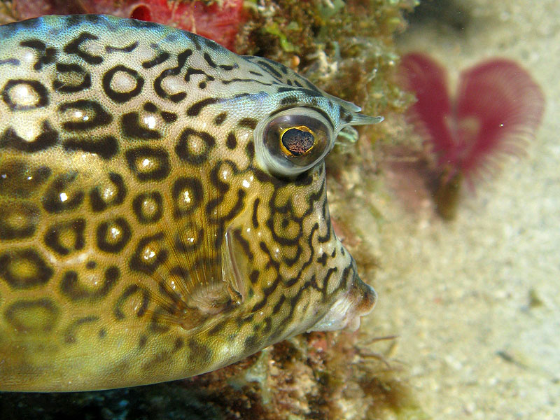 Réserve Cousteau