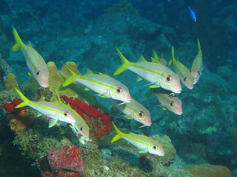 Réserve Cousteau