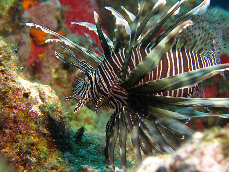 Réserve Cousteau