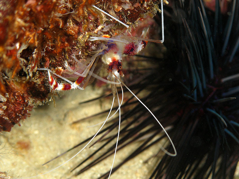 Réserve Cousteau