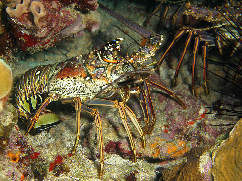 Réserve Cousteau