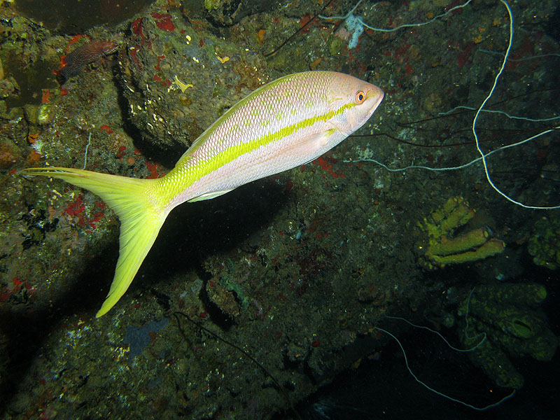 Réserve Cousteau