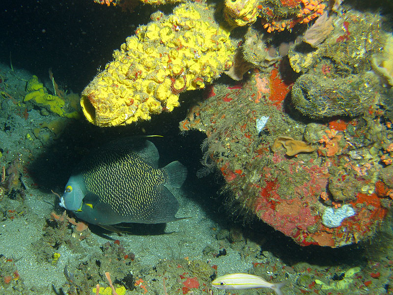Réserve Cousteau