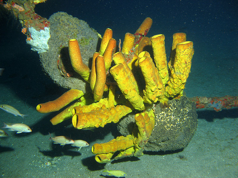Réserve Cousteau