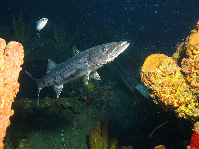 Réserve Cousteau