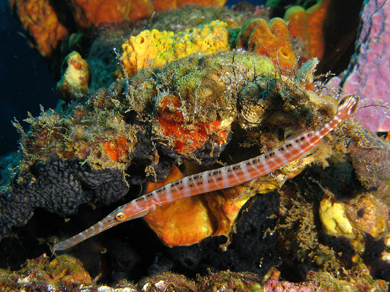 Réserve Cousteau