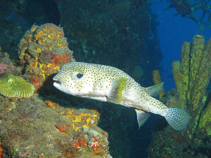 Réserve Cousteau