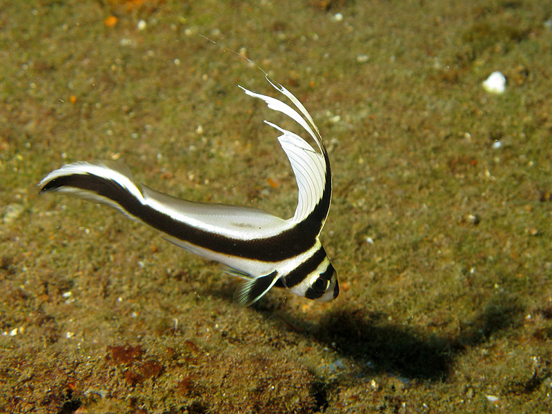 Réserve Cousteau
