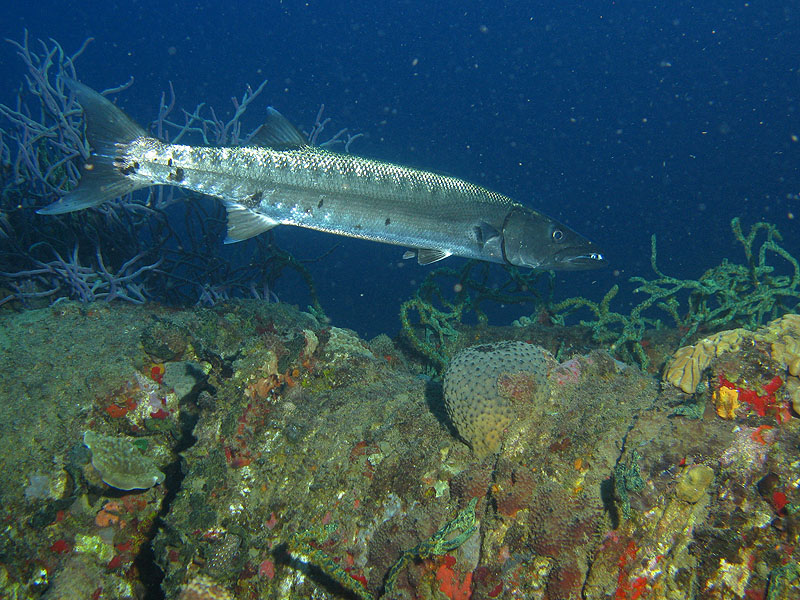 Réserve Cousteau