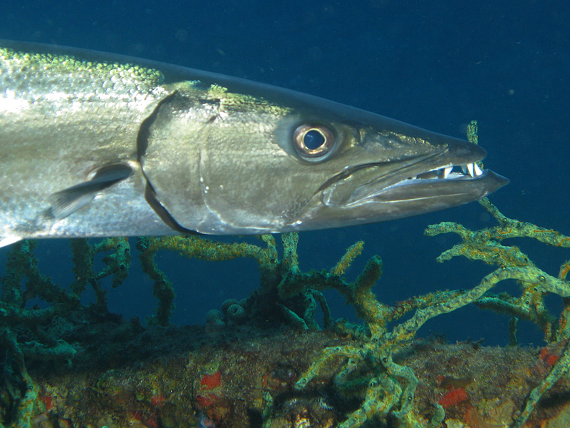 Réserve Cousteau