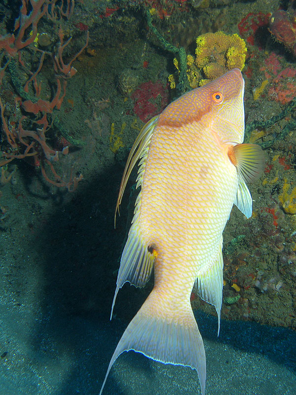 Réserve Cousteau