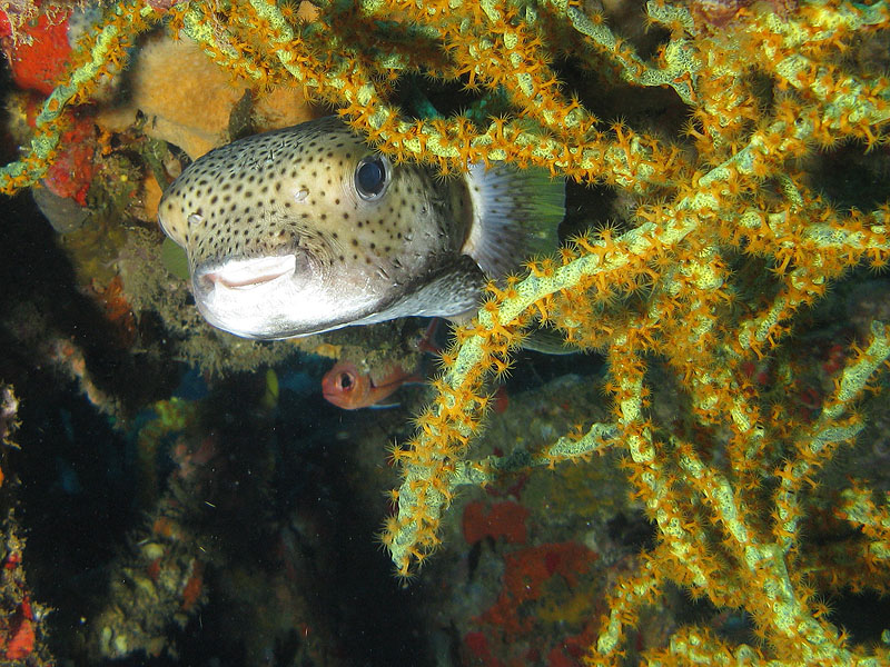 Réserve Cousteau