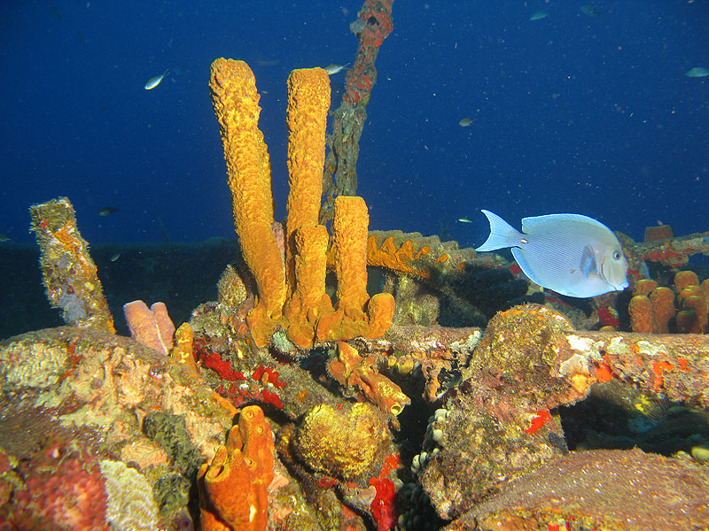 Réserve Cousteau