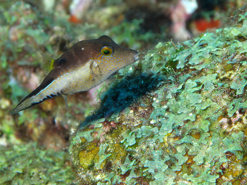 Réserve Cousteau