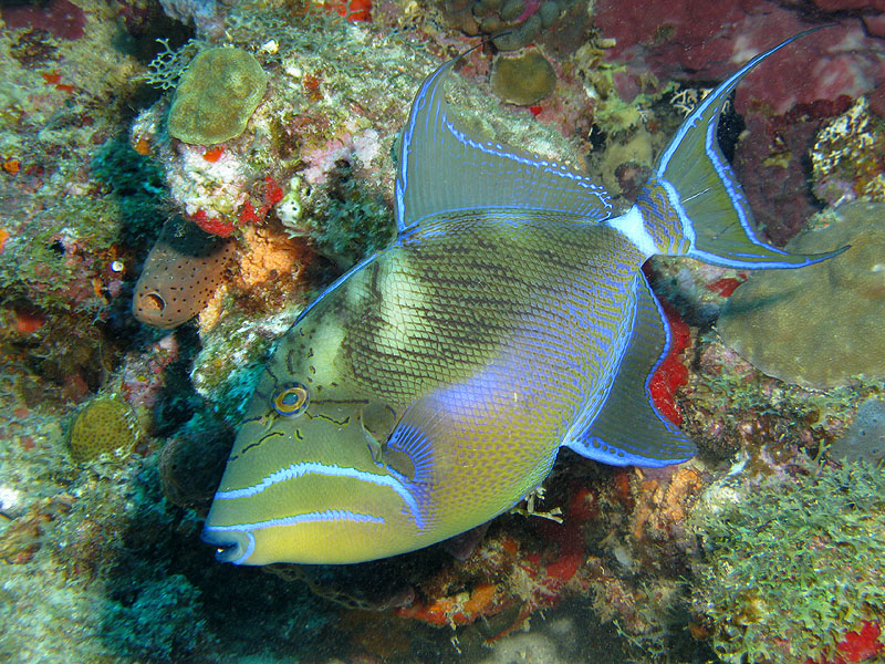 Réserve Cousteau