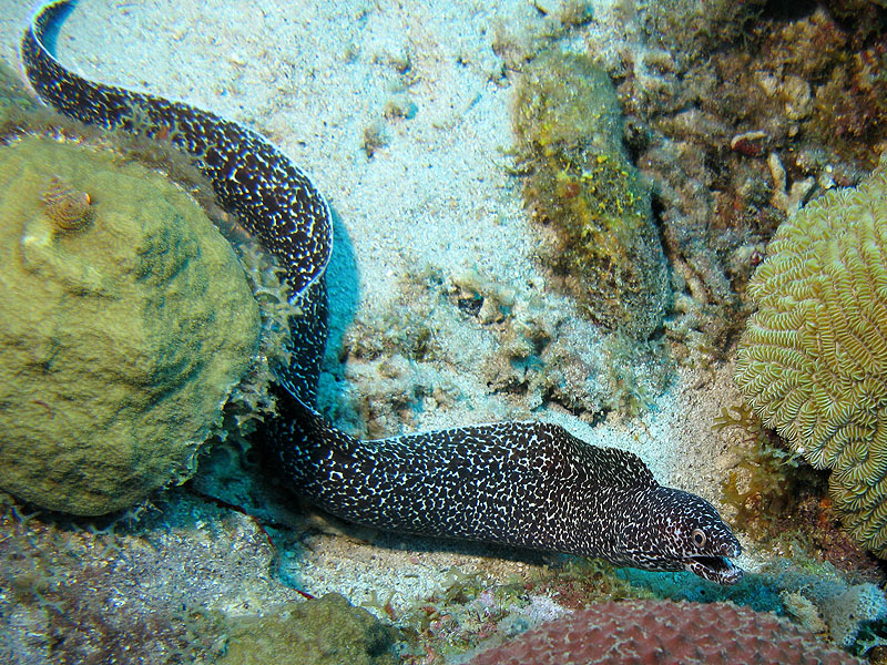 Réserve Cousteau