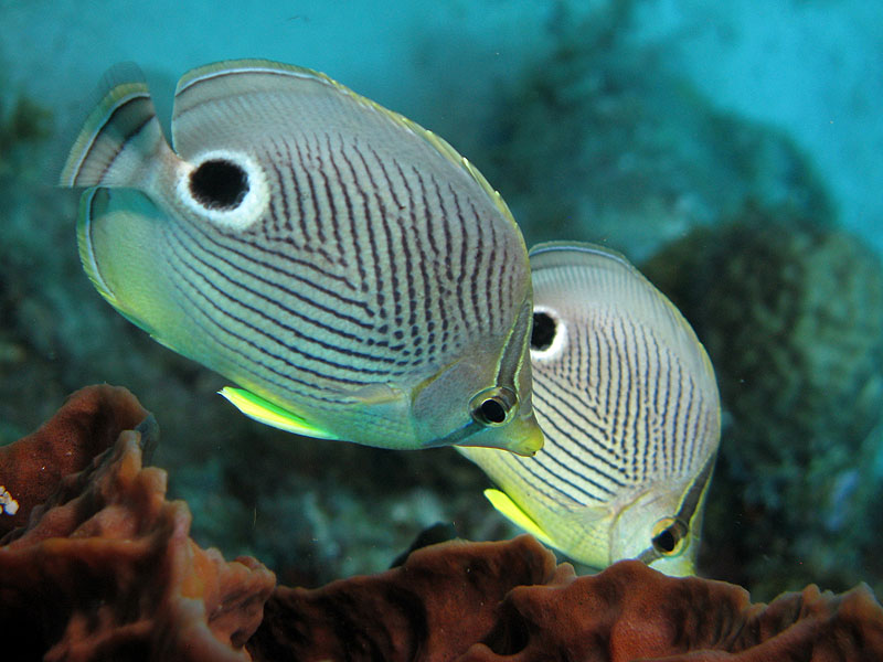 Réserve Cousteau