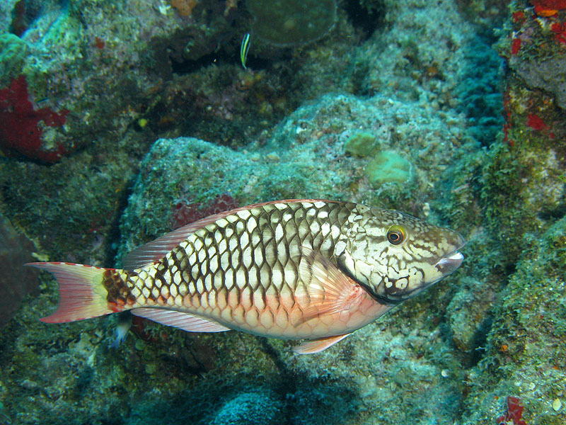 Réserve Cousteau