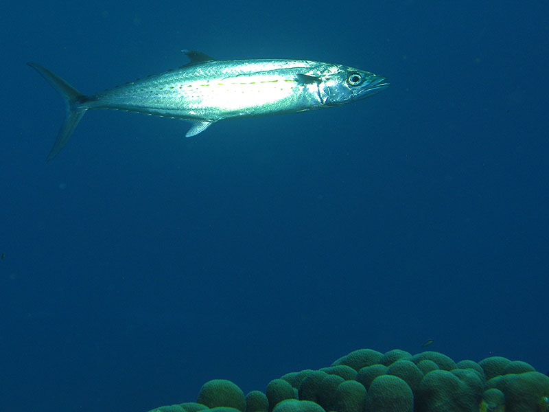 Réserve Cousteau