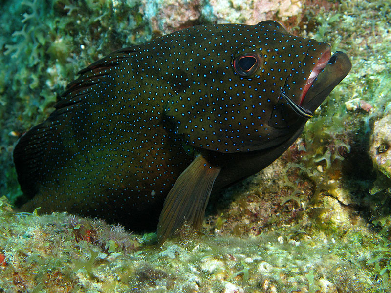 Réserve Cousteau