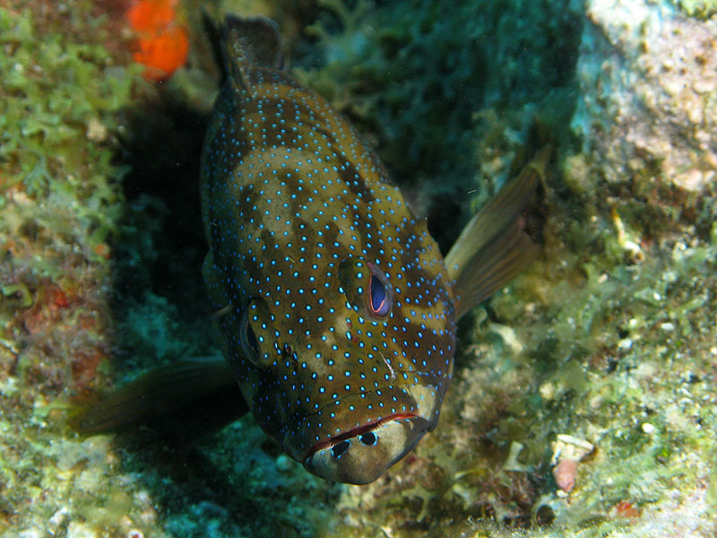 Réserve Cousteau