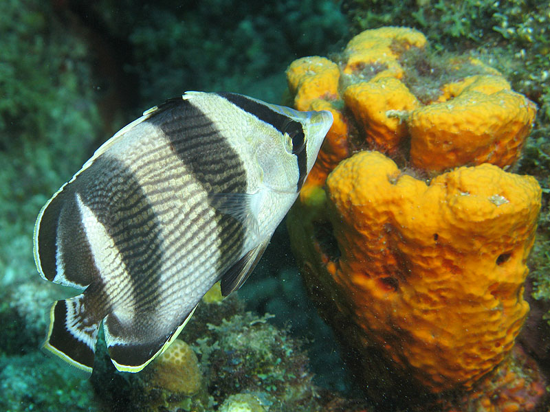 Réserve Cousteau